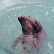 うっぴー