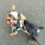 みはゆ