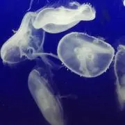 くらげの画像