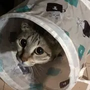 なおの画像