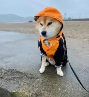 だいご