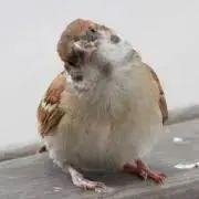 みきみきの画像
