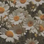 なーりの画像