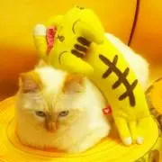 ねこたん※プロフ読んでください