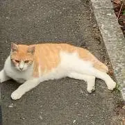 こりらっくの画像
