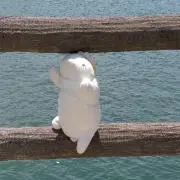 かっぱねこの画像