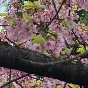 COSHINの画像