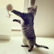 きーさの画像