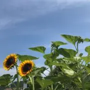 Maryの画像