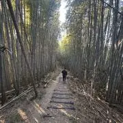 ぱなかチキン