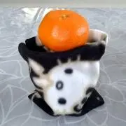 骨ゾウ