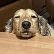 オーミーの画像