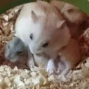 ミッキーミニー⭐プロフ見て下さい⭐