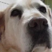 りんごの画像