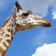 Gakimaruの画像