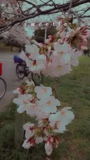 pianattsuの画像