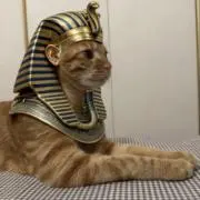 モスの画像