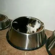 わんころもち(・ε ・ ｀ )