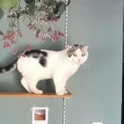 Anneの画像