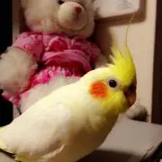 おかあちゃんの画像