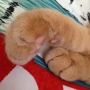 ことら