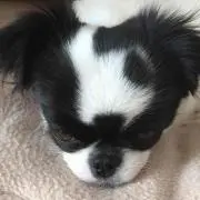 みーちゃんの画像