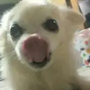 てんちゃん