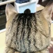 あちゅ