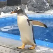 ぺんぎんまるの画像