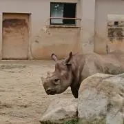 ジャックドーの画像