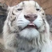 ぷりんの画像