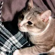 柊
