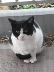 ヌコの画像
