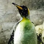 さきさきの画像