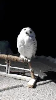 ネオの画像
