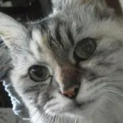 こんこ