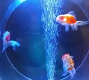 きんぎょ