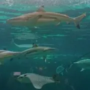ぽんの画像