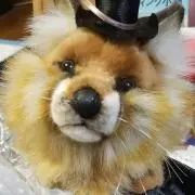 きつねどん