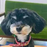 ボンボン