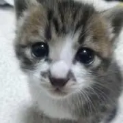 セタ