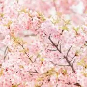 Smile...✴︎即日発送✴︎の画像