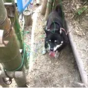 はなくろ