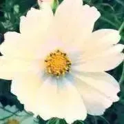 HONEYの画像
