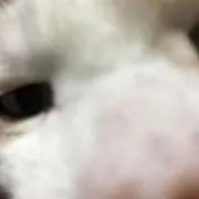 へっぽこ太郎の画像