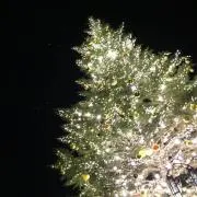 おちゃ丸
