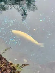 ユキの画像