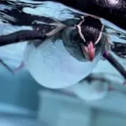 おかわりの画像
