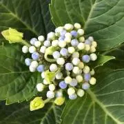 sakuraの画像