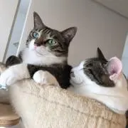 ancoroの画像